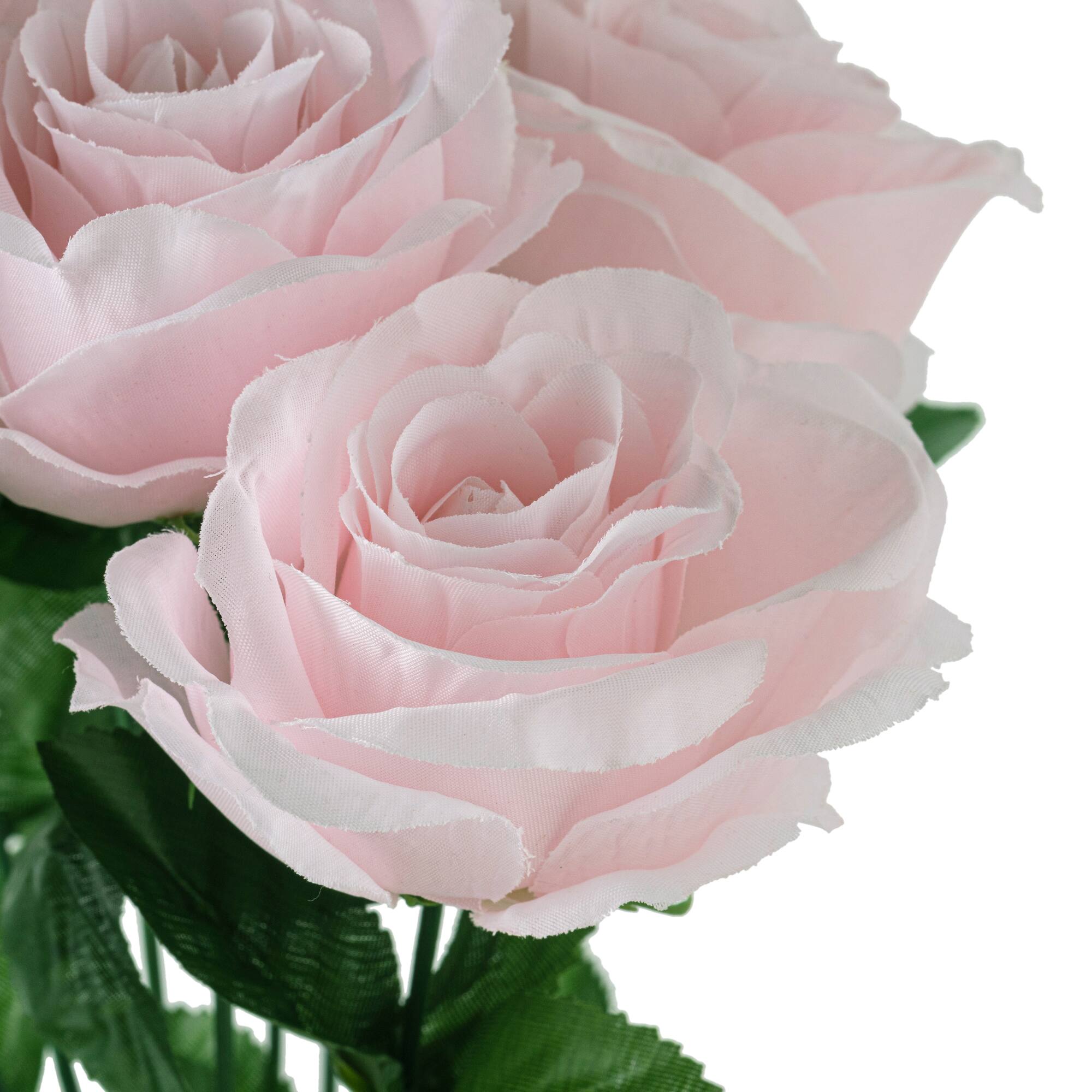 Pink Rose Bush by Ashland